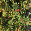 Тис средний Хикси (лат. Taxus media Hicksii), семена