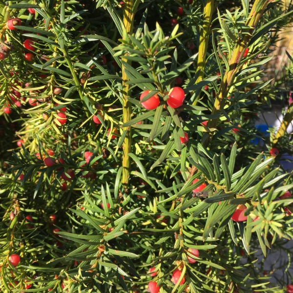 Тис средний Хикси (лат. Taxus media Hicksii), семена