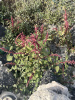 Амарант красный (лат. Amaranthus cruentus), 700 шт