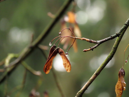 Клен остролистный (лат. Acer platanoides), семена