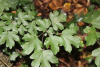 Клен полевой (лат. Acer campestre), семена