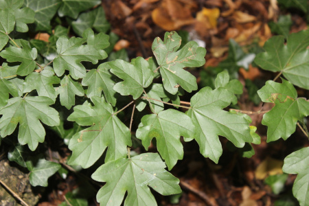 Клен полевой (лат. Acer campestre), семена
