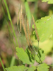 Чистотел большой (лат. Chelidonium majus), семена