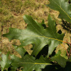 Дуб бархатистый (лат. Quercus velutina) 10 штук, семена