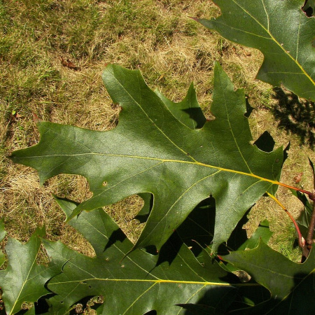 Дуб бархатистый (лат. Quercus velutina) 10 штук, семена