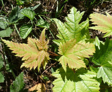 Клен четырехмерный (лат. Acer argutum), семена