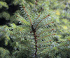Ель сербская (лат. Picea omorika), семена