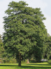 Айлант высочайший  (лат. Ailanthus altissima), семена