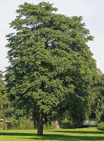 Айлант высочайший  (лат. Ailanthus altissima), семена