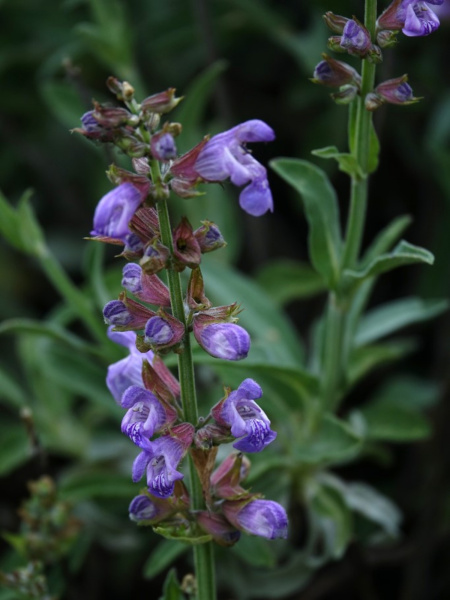 Шалфей лекарственный (лат. Salvia officinalis), 100 шт