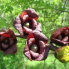 Азимина трёхлопастная (лат. Asimina triloba), семена