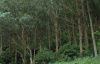 Эвкалипт Робуста, или Болотное красное дерево (лат. Eucalyptus robusta), семена
