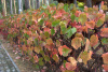 Виноград амурский (лат. Vitis amurensis), семена