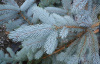 Ель колючая, или Ель голубая (лат. Picea pungens), саженец, 1 шт