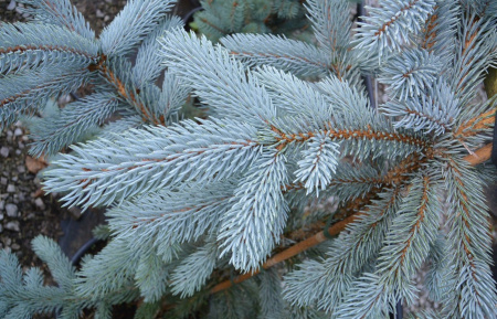 Ель колючая, или Ель голубая (лат. Picea pungens), саженец, 1 шт