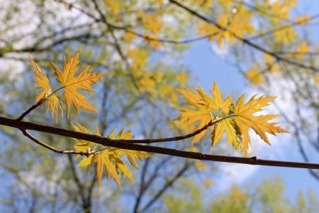 Клен серебристый или сахаристый (лат. Acer saccharinum), семена