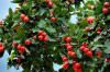 Боярышник перистонадрезанный (лат. Crataegus pinnatifida), семена