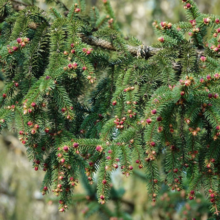 Ель аянская, или Ель иезская (лат. Picea jezoensis), семена