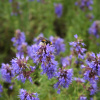 Иссоп лекарственный (лат. Hyssopus officinalis), семена