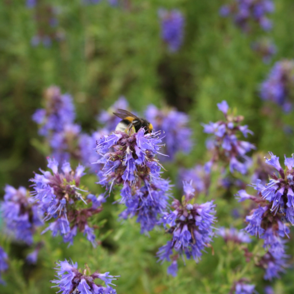 Иссоп лекарственный (лат. Hyssopus officinalis), семена