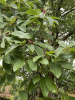 Магнолия кобус (лат. Magnolia kobus), семена