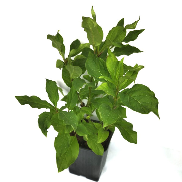 Сирень венгерская (лат. Syringa josikaea), саженец, 1 шт