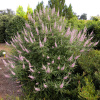 Витекс священный, или или Прутняк обыкновенный розовый (лат. Vitex agnus-castus)