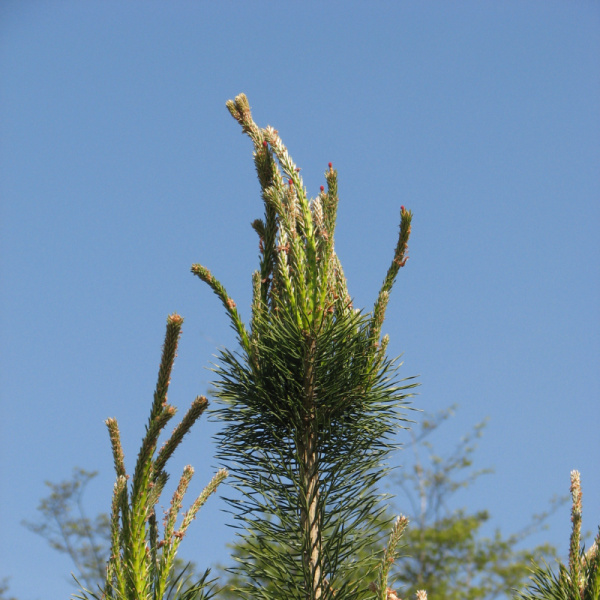 Сосна обыкновенная ф. монгольская (лат. Pinus sylvestris var.mongolica), семена