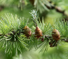 Лиственница Сукачева (лат. Larix sukaczewii Ledeb), семена