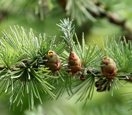 Лиственница Сукачева (лат. Larix sukaczewii Ledeb), семена
