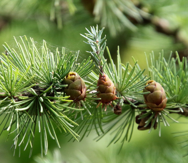 Лиственница Сукачева (лат. Larix sukaczewii Ledeb), семена