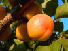 Абрикос «Спитак» (лат. Prunus armeniaca «Спитак»), семена