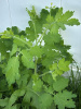 Чистотел большой (лат. Chelidonium majus), семена