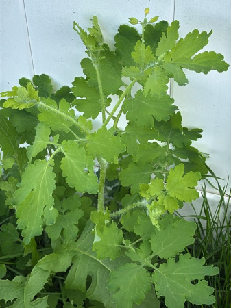 Чистотел большой (лат. Chelidonium majus), семена
