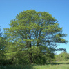 Ольха черная (лат. Alnus glutinosa), семена 