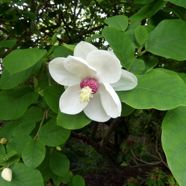 Магнолия Зибольда (лат. Magnolia sieboldii), семена 