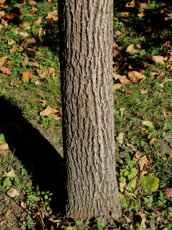 Липа американская (лат. Tilia americana), семена
