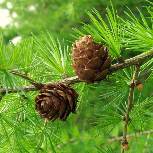 Лиственница европейская (лат. Larix decidua), семена 0,2 грамма