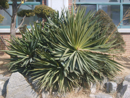 Юкка славная (лат. Yucca gloriosa), семена 0,2 грамма