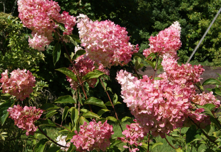 Гортензия метельчатая Ванилла Фрайз (лат. Hydrangea paniculata 'Vanille Fraise') С3, саженец