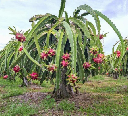 Питахайя, или Питайя "Драконий фрукт" (лат. Hylocereus undatus), семена
