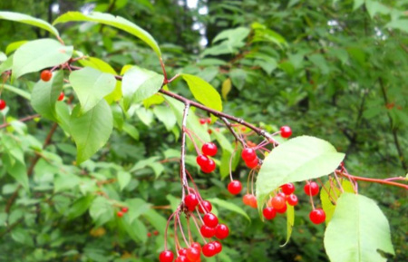 Вишня пенсильванская (лат. Cerasus pensylvanica), семена