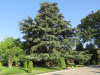 Кедр атласский (лат. Cedrus atlantica), семена