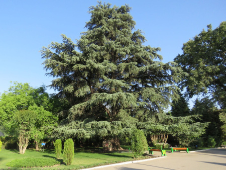 Кедр атласский (лат. Cedrus atlantica), семена