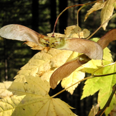 Клен завитой (лат. Acer circinatum), семена