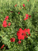 Лен крупноцветковый красный (лат. Linum grandiflorum), семена 100 шт