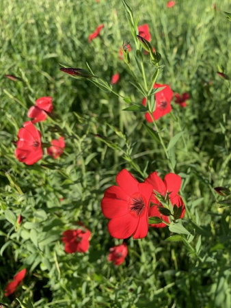 Лен крупноцветковый красный (лат. Linum grandiflorum), семена 100 шт