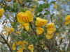 Пузырник древовидный (лат. Colutea arborescens), семена