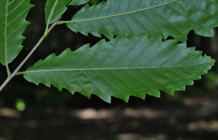Дуб каштанолистный (лат. Quercus castaneifolia), саженцы, 3 шт