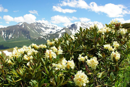 Рододендрон кавказский Флавидум (лат. Rhododеndron caucаsicum 'Flavidum'), семена 0,05 грамм